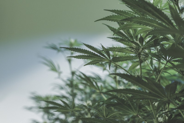 What's the Current Status of Weed Stocks?
