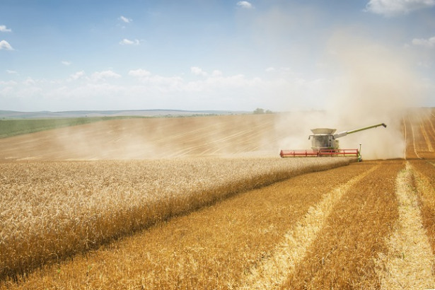 Grains up on Weather and Political Factors, Coffee Jumps to Highs Since Feb