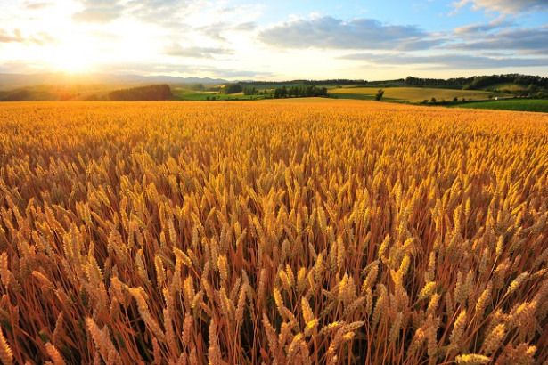 Corn, Wheat and Soybeans Rally on Lower Grains Forecasts