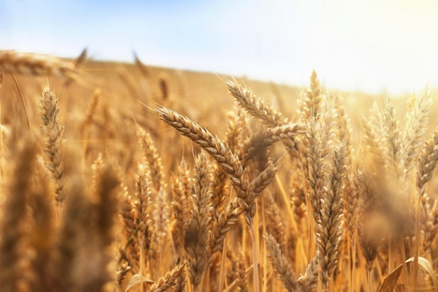 Grains Recovers Ground as Dollar Resumes Downside, New Trade War Chapter