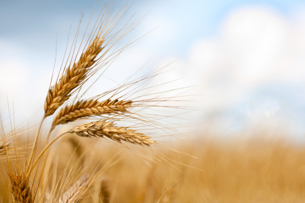 Soybeans, Corn Collapsed After a Good AMIS Report