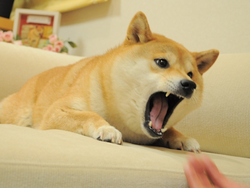 Angry Doge logo