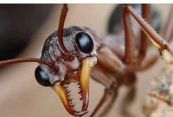 ANT COLONY logo