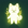 Chi logo