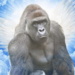 CTO Harambe logo