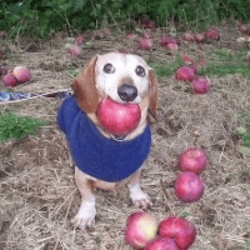 dog with apple in mouth logo