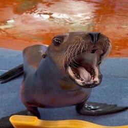 茄子 (Eggplant) logo