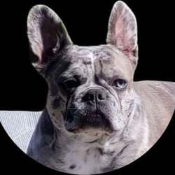 ELLA logo