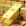 GOLD logo