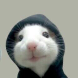 hood rat logo