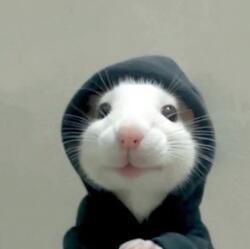 hood rat logo