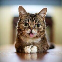 LIL BUB logo