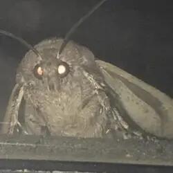 Moth logo