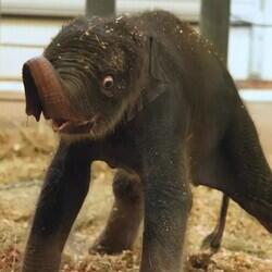 New Baby Elephant Houston Zoo logo