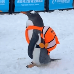penguin wif backpack logo