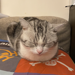 PETER·IS·A·SLEEPY·CAT (Runes) logo