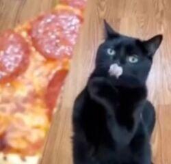 Pizza Cat logo