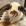 Solport Tom's bunny Lola logo