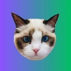 Taylor Swift's Cat Benji logo
