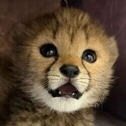 The Baby Cheetah logo