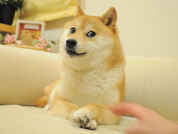 the-doge-nft logo