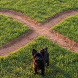 The Real Infinite Runner logo