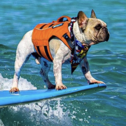 The Surfing Frenchie logo