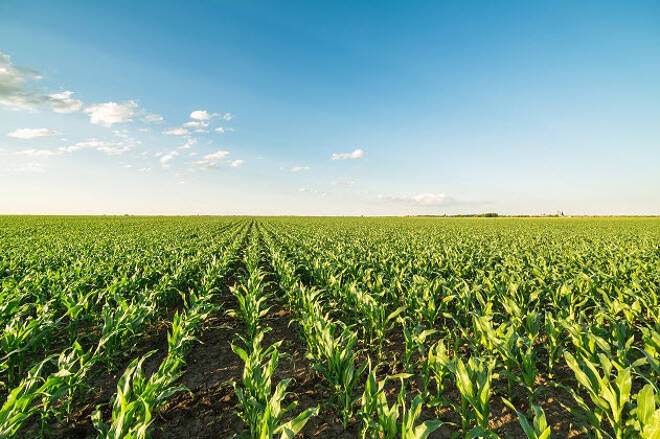 Grains Rebound as Planting Progress Accelerates