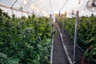 5 Things You Need to Know About the Cannabis Industry