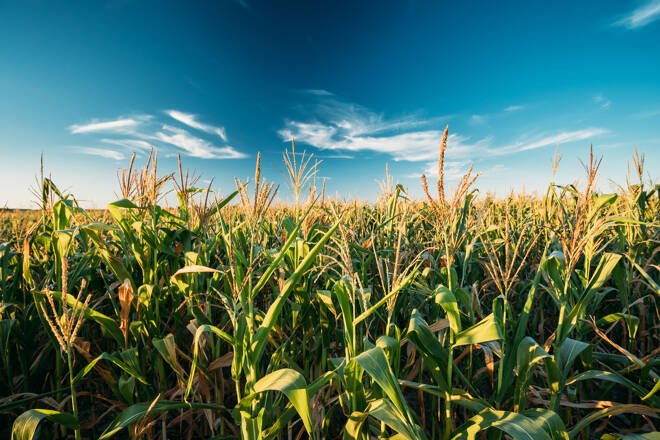 Green Maize Corn Field Plantation In Summer Agricultural Season. Skyline Horizon,