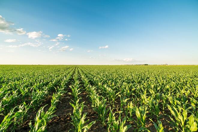 Grains Advances Amid USDA Weak Crop Report, But Key Levels Contain Gains