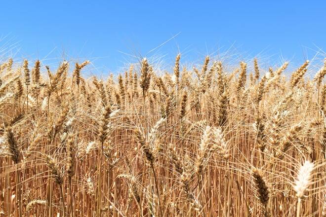 Grains Post Gains on the Week Ahead of the WASDE Report