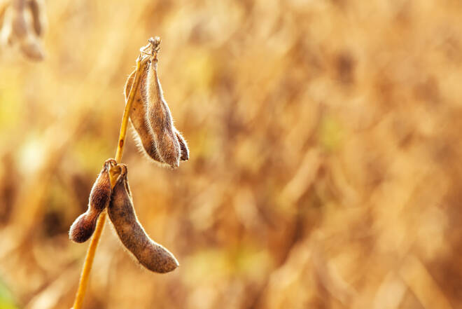 Ripe soybean pods close up