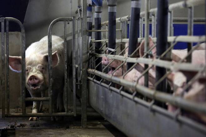 Pigs are seen at a pig farm in Lamballe, central Brittany