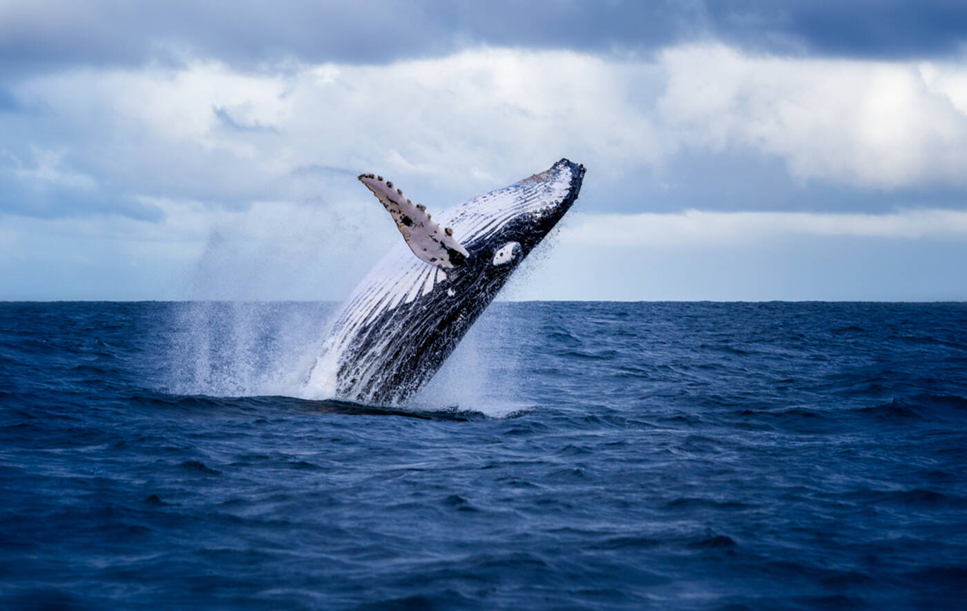 Whale Purchase Fails to Provide Support to Floki Inu