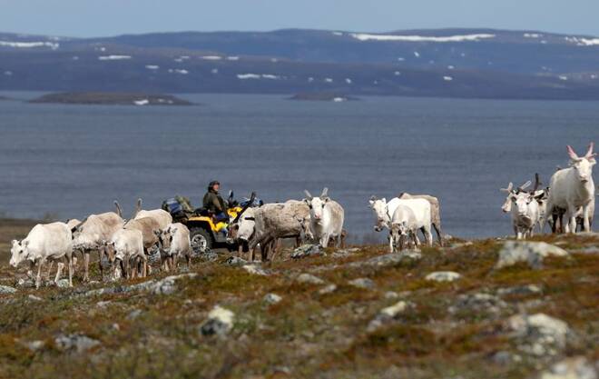 A Sami reindeer herder tends to his flock on the Finnmark Plateau, Norway