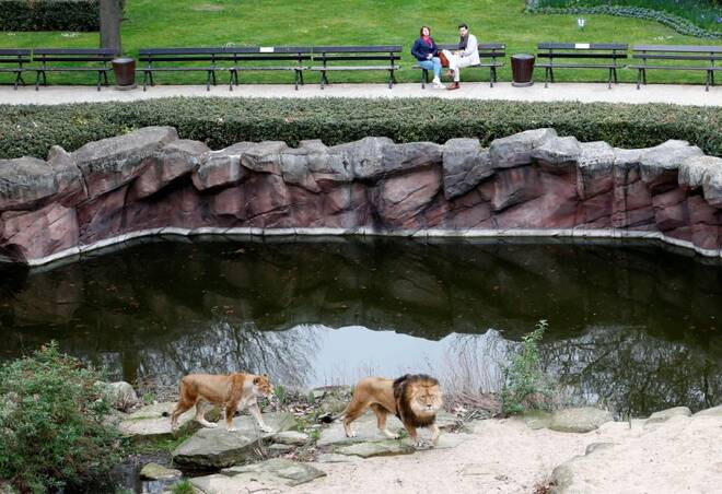 Lions are pictured in their enclosure at Antwerp's zoo