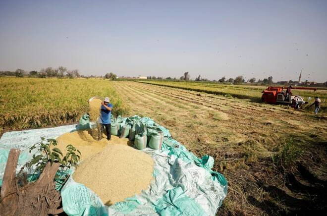 A farmer harvests rice in a field in the province of Al-Sharkia