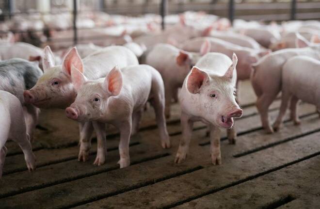 Pen of young pigs during a tour of a hog farm in Ryan