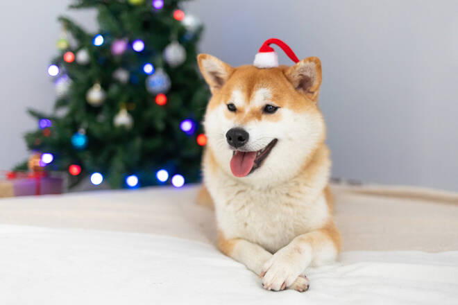 Marry,Christmas.,Cute,Akita,Inu,Is,Standing,On,Bed,In