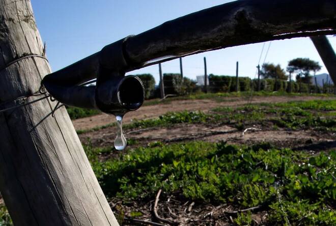 A drop of water is seen falling on a planting in a farm in Casablanca, on the outskirts of Valparaiso