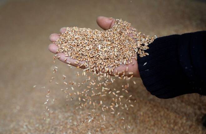 A worker displays grains of wheat at a mill in Beirut