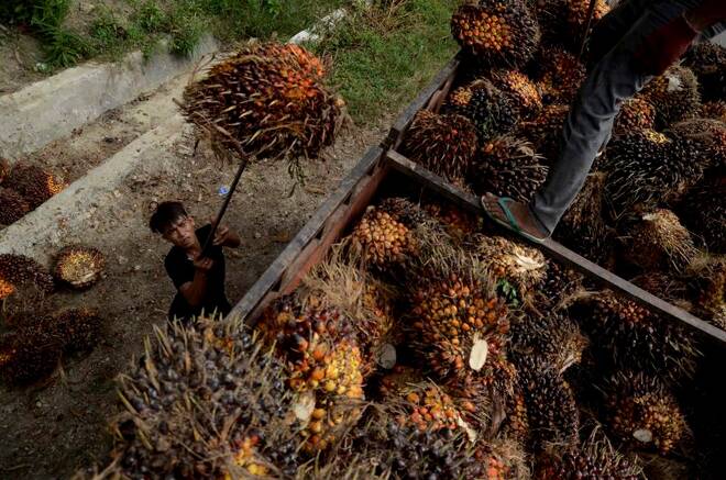 A worker loads palm fruit at a palm oil plantation in North Mamuju regency, West Sulawesi province