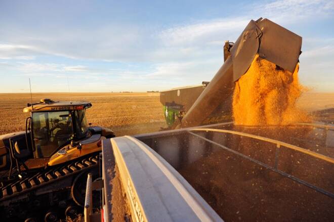 Wheat is dumped into a grain truck for transport on the Stephen and Brian Vandervalk farm near Fort MacLeod