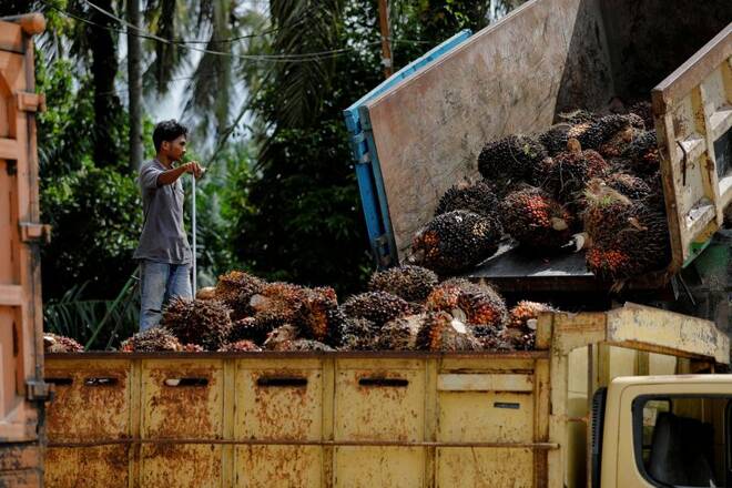 Palm oil plantation in Kampar regency as Indonesia has announced the ban on palm oil exports effective this week