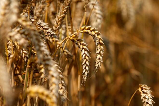 A field of unharvested wheat is seen in Beaucamps-le-Vieux, northern France