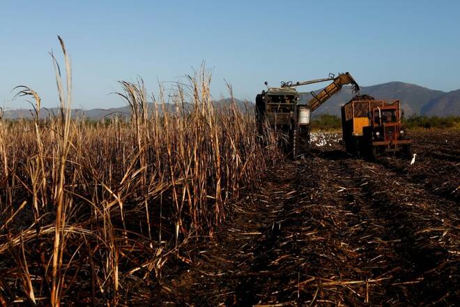 A harvester cuts sugar cane at a plantation in San Cristobal