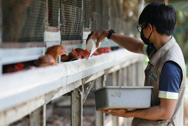 Worker feeds chickens with maggots at a Biomagg office in Depok