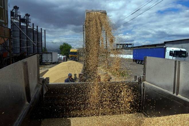 A worker loads a truck with grain at a terminal during barley harvesting in Odesa region