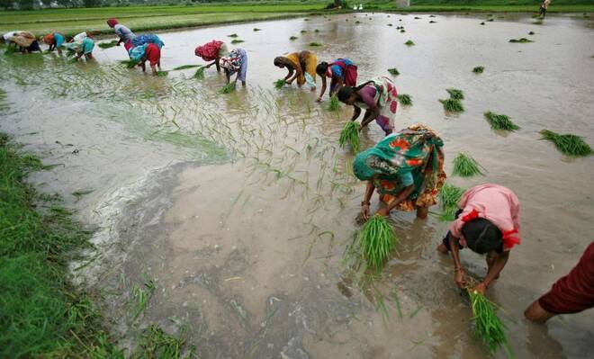 Farmers plant rice saplings in a paddy field at Bhat village on the outskirts of Ahmedabad